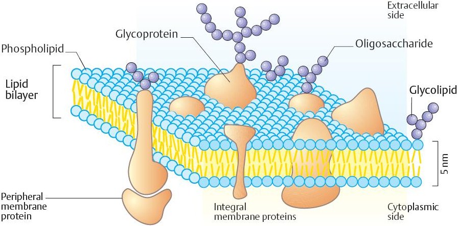 Biología Celular "Membrana": Organización molecular de la membrana