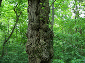 unusual Tree Formations