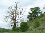 A Narly Tree