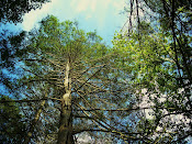 Don't forget to Look up, too!