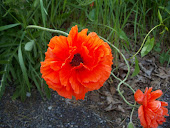 Poppies