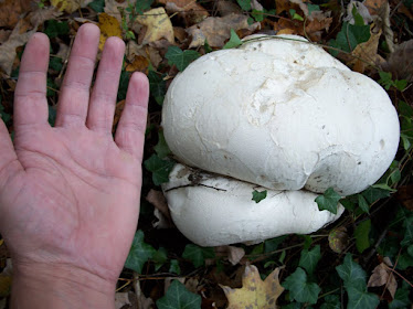 There is a Fungus among us