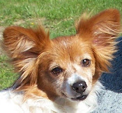 Duchess Penne' Daddy's Girl