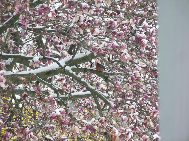 April Snow