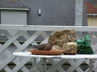 Mourning Dove