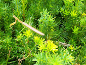 Praying Mantis and a Grasshopper