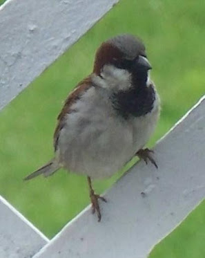 Hello Friend