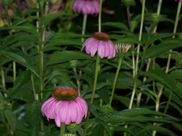Butterfly Garden