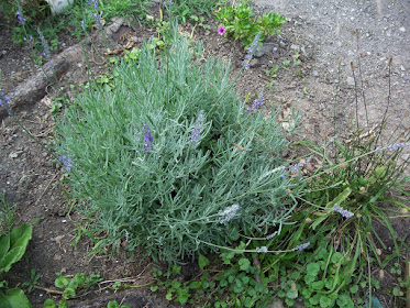 Lavender