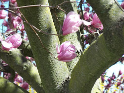 Tulip Magnolia