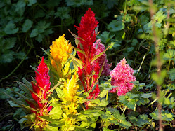 Burst of color!