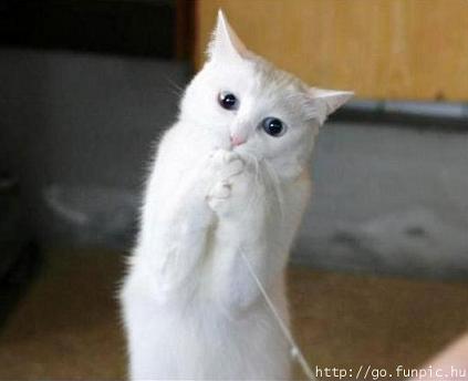 Resultado de imagem para gato pedir desculpa