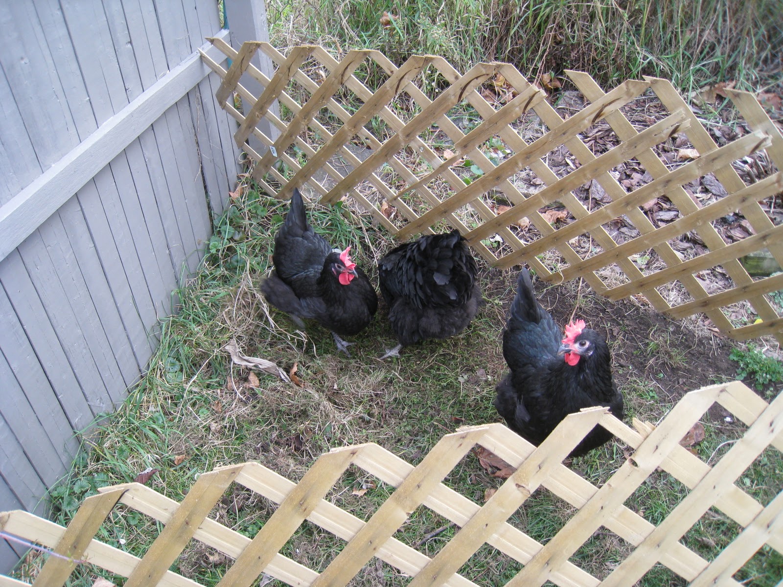 Clandestine Chickens Cleaning the Chicken Coop/Does it smell?