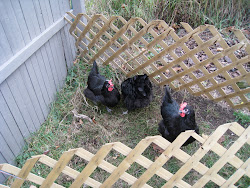 chicken coop clean cleaning chickens pen clandestine doing while