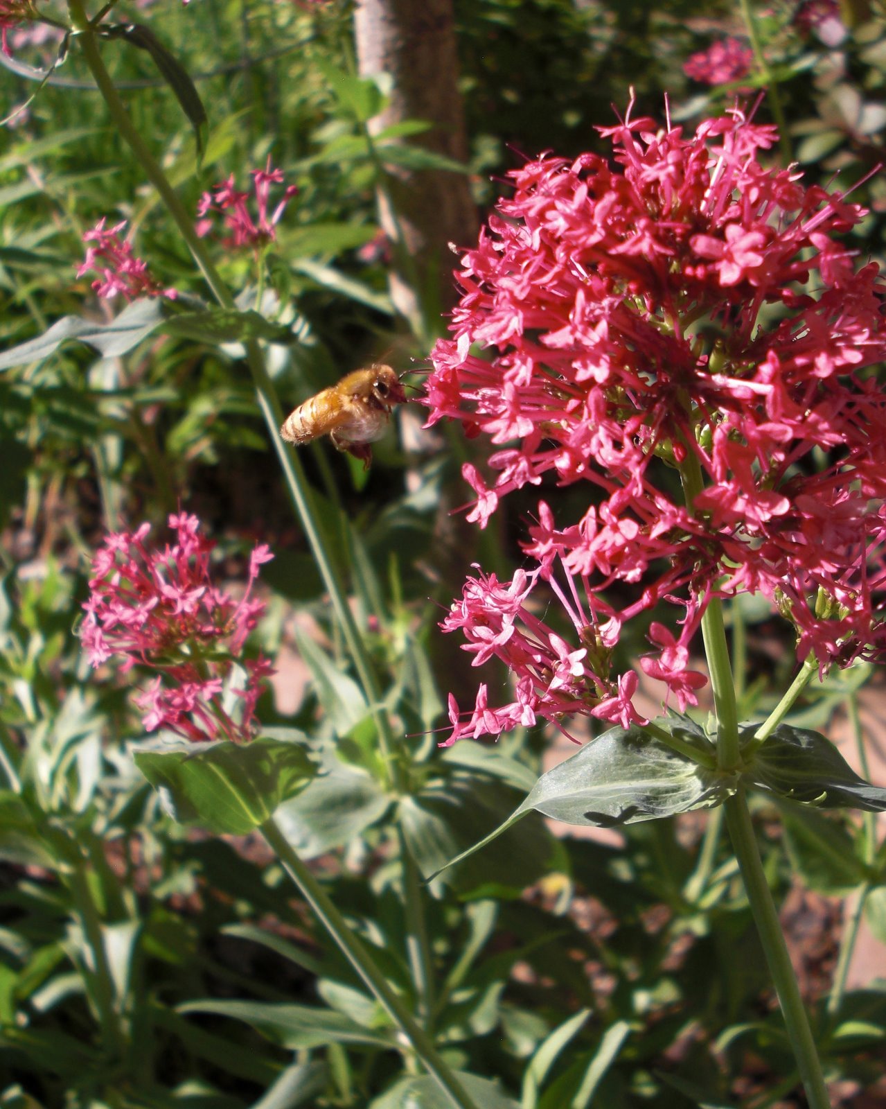 Backyard Bee Hive Blog Red Valerian