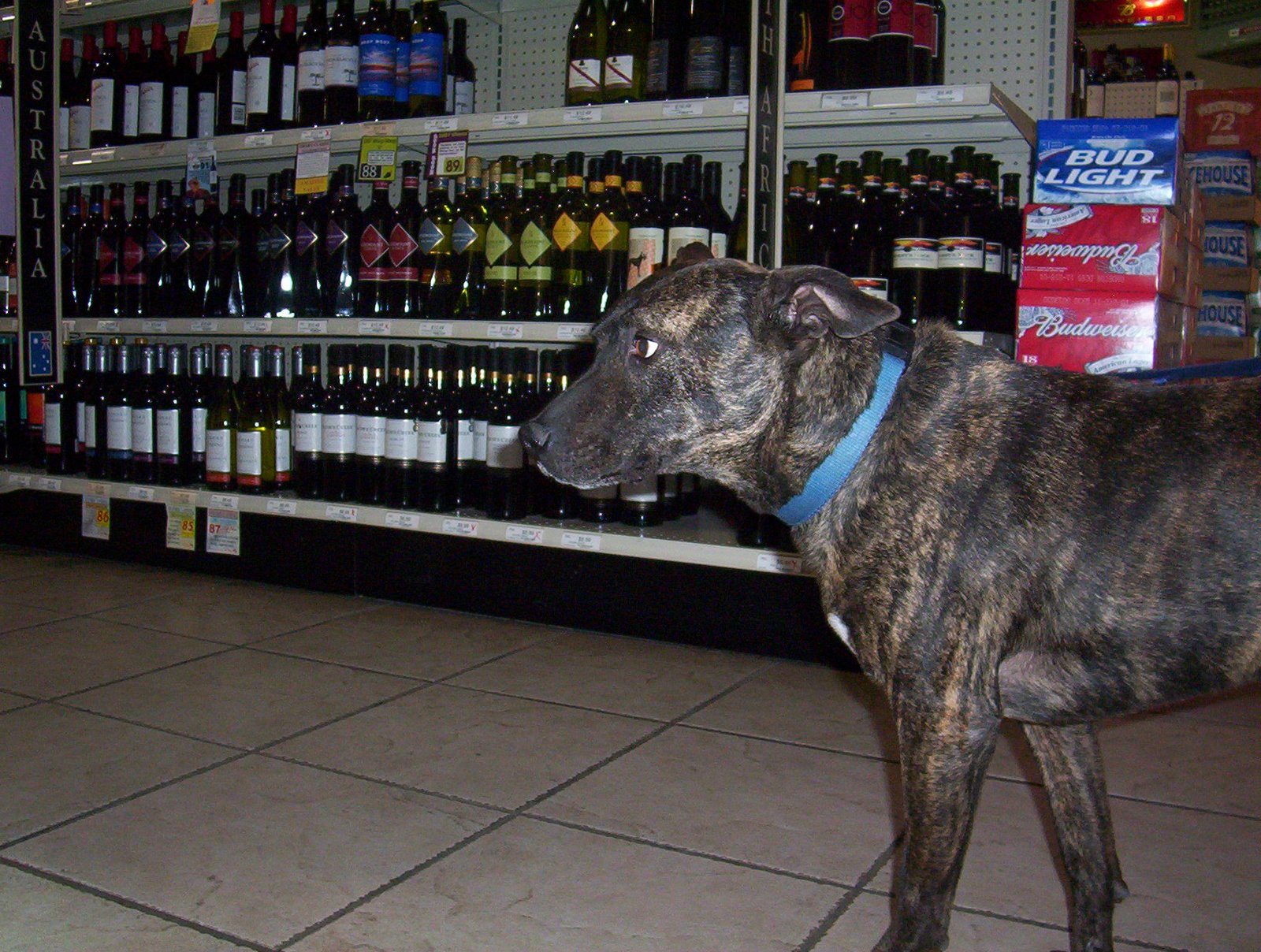 [2..1.09+wine+at+liquor+store.JPG]