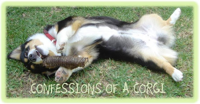 Confessions of a Corgi