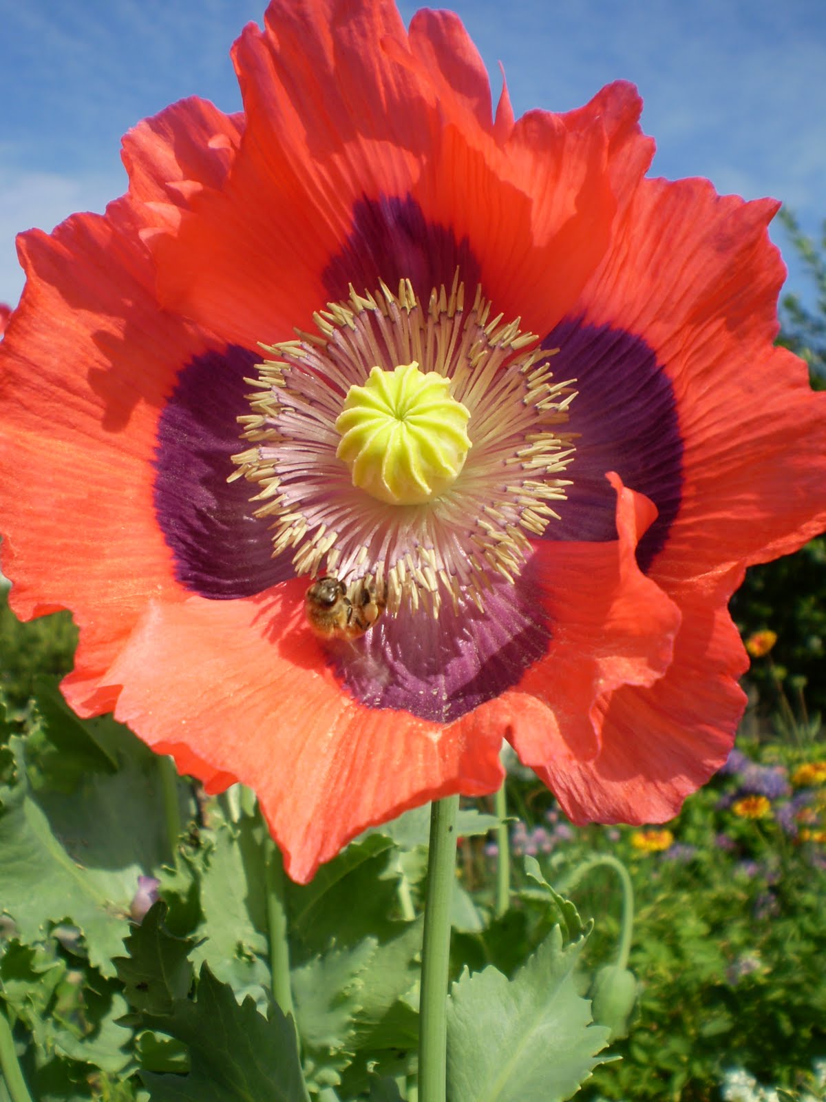 Bees of Stoney Creek Poppy Flowers in Bloom