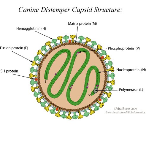 Save Moki The Wobbly Cat: Viruses: Capsid Structure