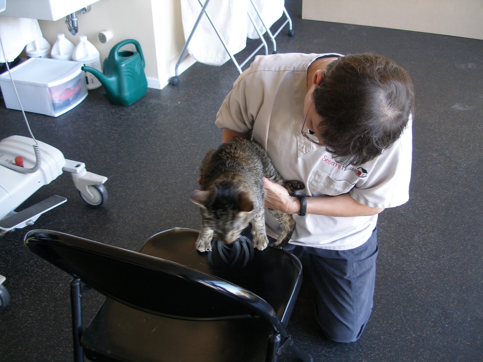 Save Moki The Wobbly Cat Physical Rehab For Animals Scout's House