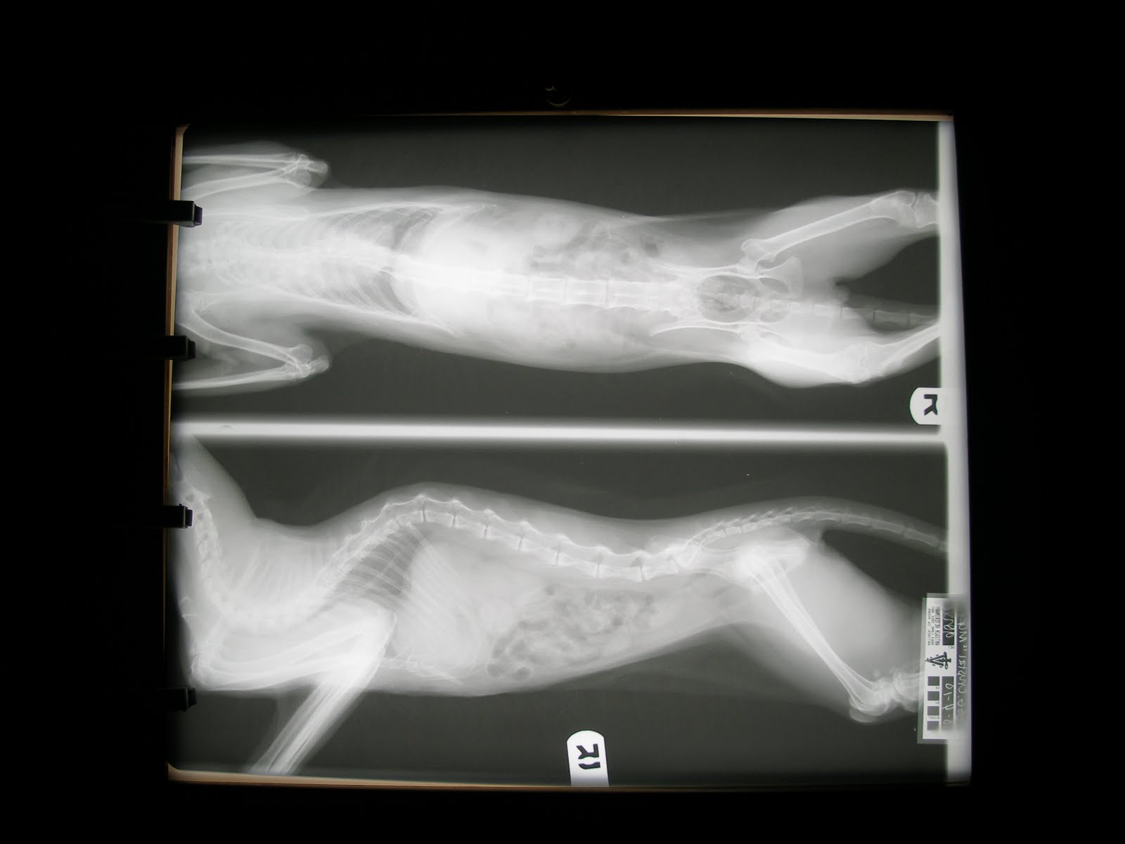 Save Moki The Wobbly Cat Rubber Ducky Your The One...