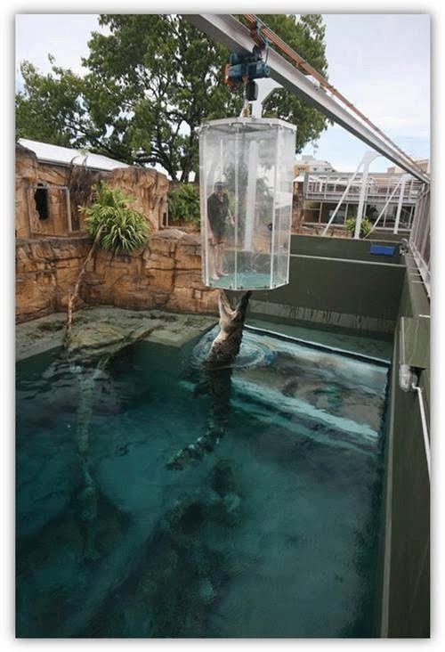 Whale Watching, Hervey Bay