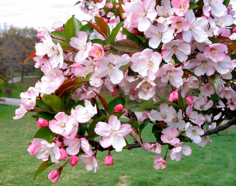 Crabapple Blossom Time Adam's Apples