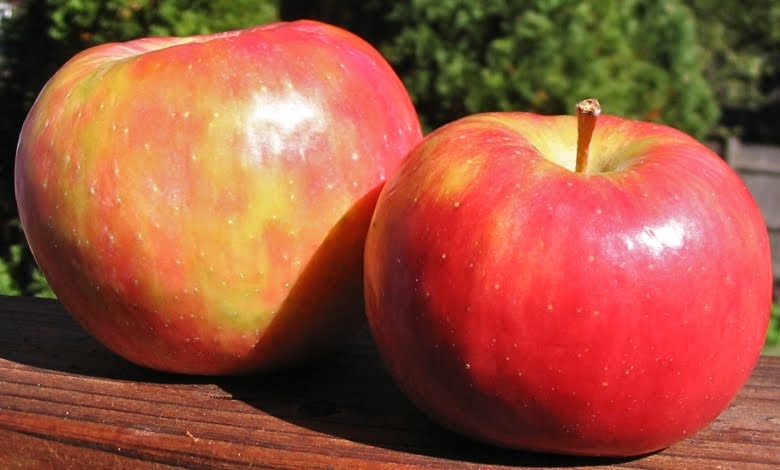 Honeycrisp vs. Evercrisp smackdown - Adam's Apples