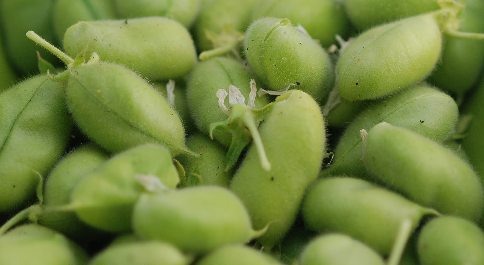 Vegetable Matter Fresh Chickpeas with Couscous, Grains and Grilled Haloumi