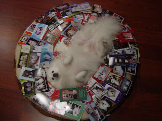 American Eskimo