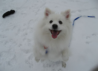 American Eskimo