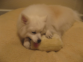 American Eskimo