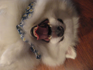 American Eskimo