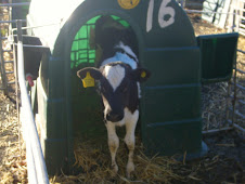 A calf in its' hutch waiting for milk