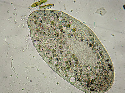 Il Microscopio