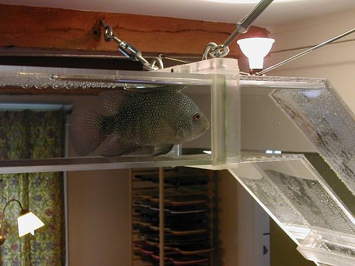 [An+beautiful+and+Unusual+Aquarium+2.jpg]