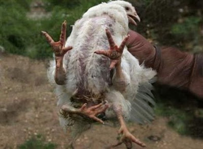 Mutant+Animals+14.jpg