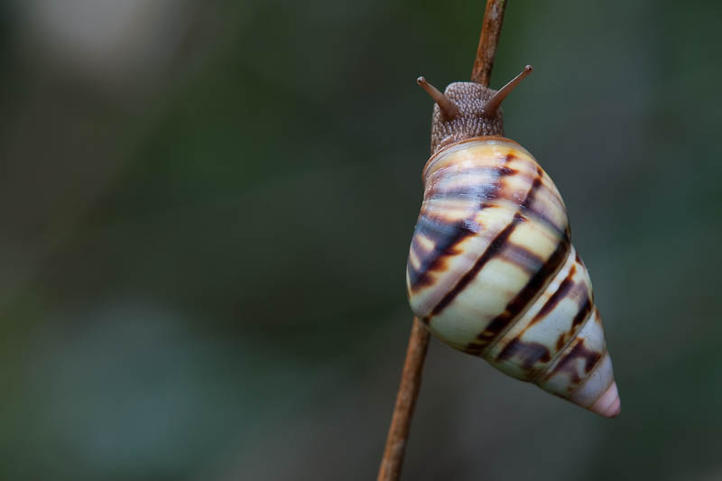 juanKaphotos Florida Tree Snails ( Liguus fasciatus )