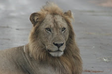 Lion in the Kruger