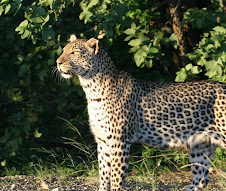 Leopard in the Kruger