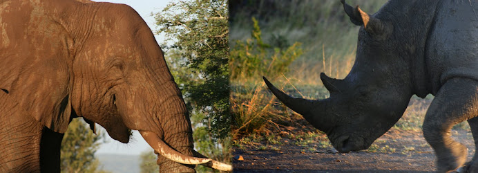 Elephant and Rhino