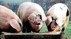 pigs-trough.jpg