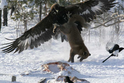 Águila Real levantando un zorro, y un pariente saliendo por patas