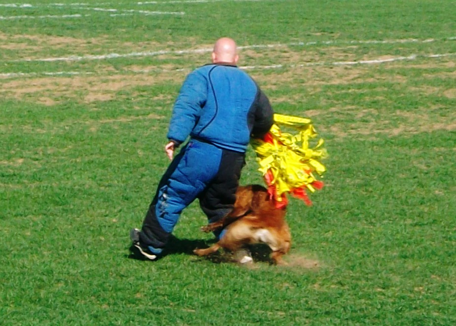 Dog Gone Happy PSA National Competition