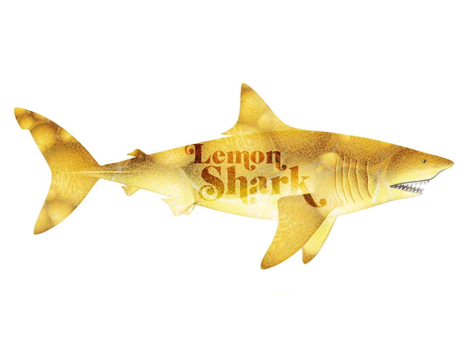 lemon shark clipart - photo #5