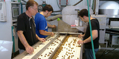 Puesta en marcha de maquinaria selectora de aceitunas en Tel Aviv