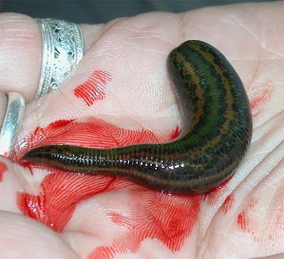leech animal leech animal