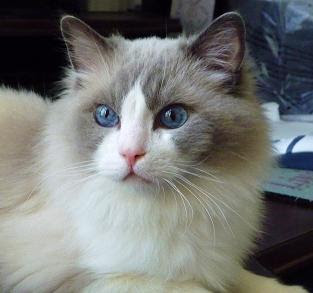 Ragdoll Cats & Kittens: Best Pictures Of Ragdoll Cats And Kittens