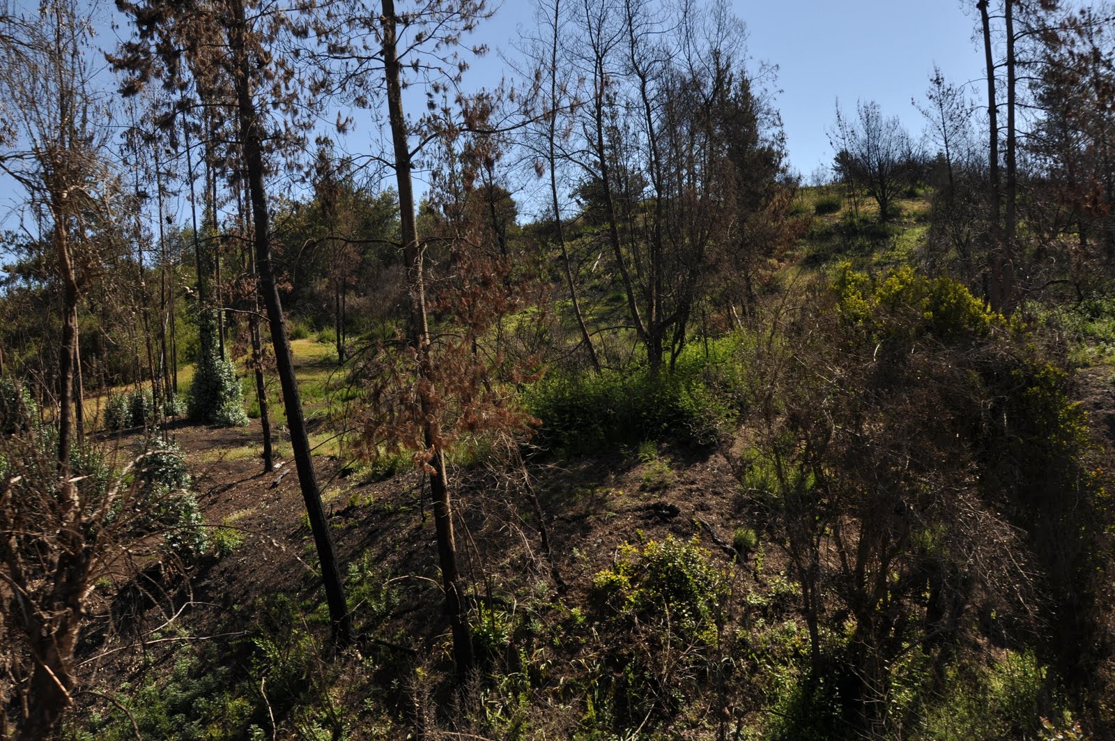 DA2 BATALLA DE PLACILLA