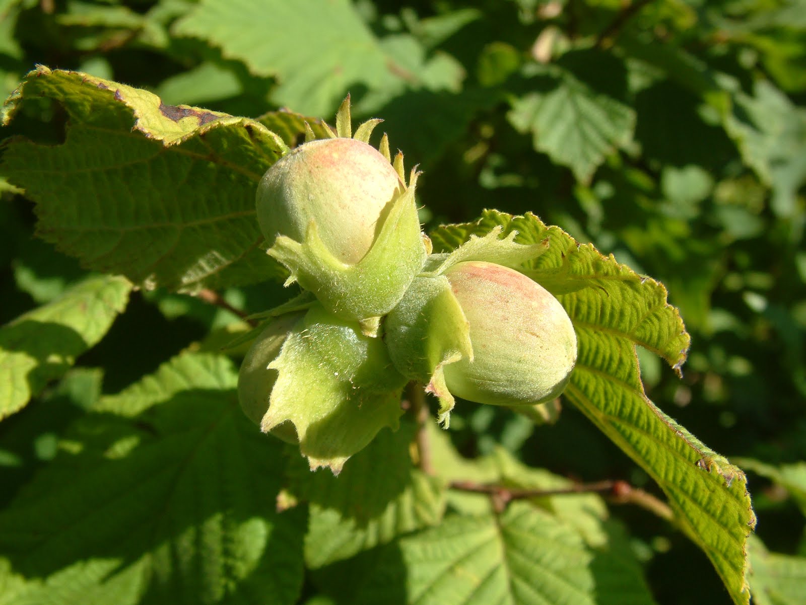 The Native Woods Cooperative (Scotland) Ltd Green hazel nuts